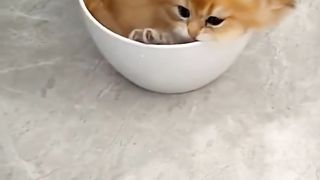 The funny kitty