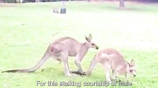 Meeting in animals