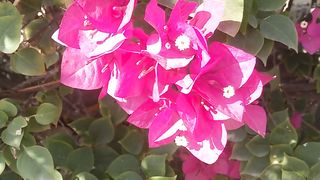 How to make growing ???? garden great ???? world ???? must