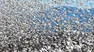 Beautiful birds view