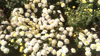 How to make growing ???? amazing ???? garden ???? GROWING ????