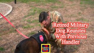 Retired military dog reunites with previous handler