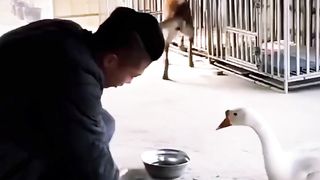 Умная собака 2