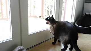 TEMPS LIBRE - PAROLE DE CHAT