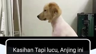 Dogcute