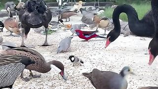 Amazing videos vol 192
