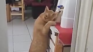Funny_animals_2023????_-_Funniest_Cats_and_Dogs_Video????????284_#shorts(360p).