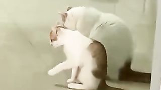 Funny_animals_2023????_-_Funniest_Cats_and_Dogs_Video????????242_#shorts(360p).
