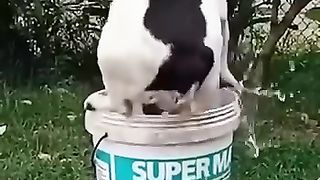 Funny_animals_2023????_-_Funniest_Cats_and_Dogs_Video????????211_#shorts(360p).