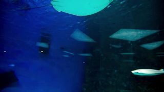 Eagle Ray Stingrays swim in saltwater aquarium