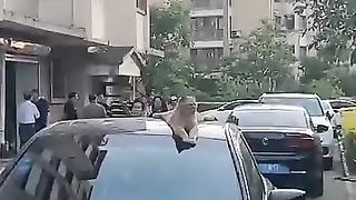 Funny_animals_2023????-_Funny_cats_and_dogs_video_clips_????????_#shorts(360p).