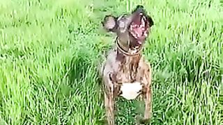 Funny_animals_2023????_-_Funniest_Cats_and_Dogs_Video????????222_#shorts(360p).