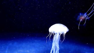Beuatiful white jellyfish