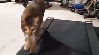 Funny_animals_2023????_-_Funniest_Cats_and_Dogs_Video????????197_#shorts(360p).