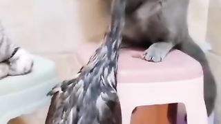 Funny action 44
