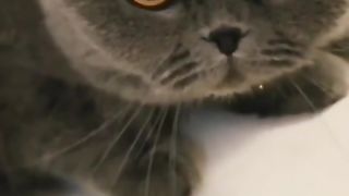 Funny action 45