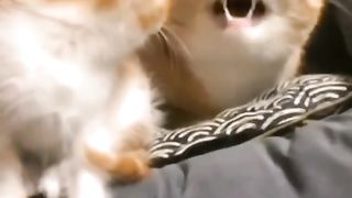 Funny action 46