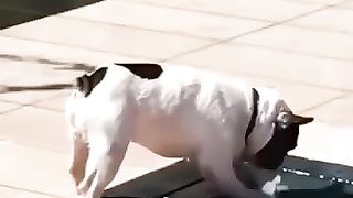 Funny_Animals___Cute_Pets_Videos_Compilation_043_#funny_animals_#healing_#shorts(360p).