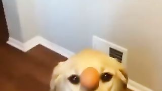 #Drôle_#Animaux_???? (360p).