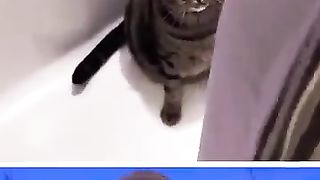 Funny_Animals_#7_???? (360p).