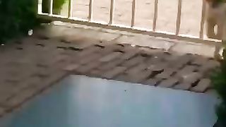 cat___dog_funny_shorts_17_#dog_#cat_#animal_#funnypets_#funny_#funnyanimals_#happy_#funnycute_#pets(360p).
