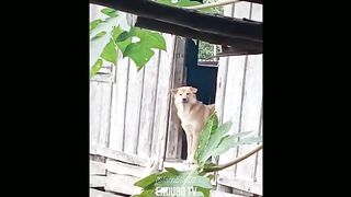 Ngakak Part 11