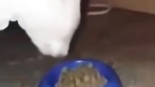 vidéos_d_animaux_drôles_que_j_ai_trouvées_pour_vous_#74_????(360p).