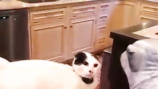 FUNNIEST_ANIMALS_???? (360p).