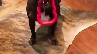 Funny_animals_2023????_-_Funniest_Cats_and_Dogs_Video????????216_#shorts(360p).