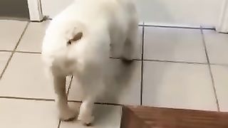 Funny_Animals_Shorts_185_-__pretty_cat_????__Cats_Dogs_Pets_laugh_viral_video(360p).