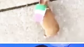 Funny_Animals_#3_???? (360p).