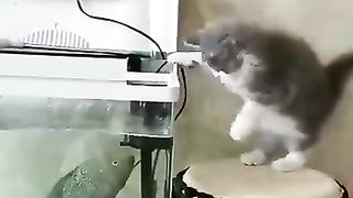 Amazing_Funny_Cats_Trending_Clips????___Best_#funny_Cats_#shorts_Video????___#trending_#animals_#reels(360p).