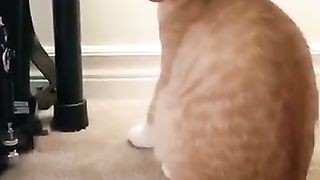 cat___dog_funny_shorts_20_#cat_#dog_#happy_#animal_#funnypets_#funny_#funnyanimals_#pets_#funnycute(360p).