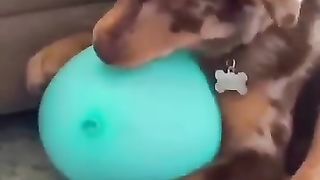 Les_animaux_les_plus_drôles_de tous les temps !_Regardez_#93_pour_un_bon_rire !_#funnyanimals_#pets_#shorts(360p).