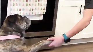 Son_pire_pancake_catch!_#short_#shorts_#funny_#animals_#family_#dog_#cute(360p).