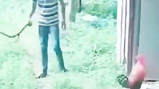 #Animaux_vs_Men_#funny_fails_#2_????_#shorts(360p).