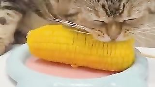 Funny_animals_2023????_-_Funniest_Cats_and_Dogs_Video????????193_#shorts(360p).