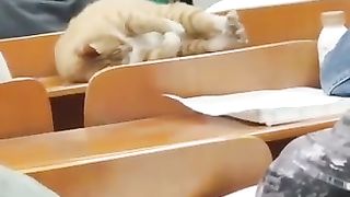 Funny_animals_2023????_-_Funniest_Cats_and_Dogs_Video????????208_#shorts(360p).