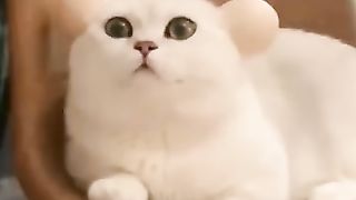 Chats les plus drôles????In_The_World????_Funny_and_Fails_Pets_Video_#shorts_#12_#cats_#funny(360p).