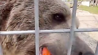 Help_me_feed_some_crazy_animals!_#animals_#shorts_#coolanimals(360p).