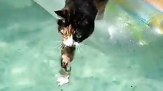Funny_animals_2023????_-_Funniest_Cats_and_Dogs_Video????????235_#shorts(360p).