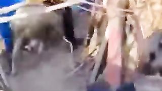 Funny_Animals___Cute_Pets_Videos_Compilation_095_#funny_animals_#healing_#shorts(360p).