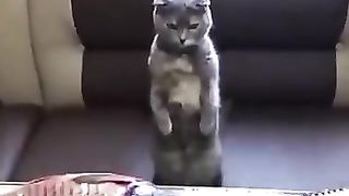 Funny_animals_2023????_-_Funniest_Cats_and_Dogs_Video????????262_#shorts(360p).