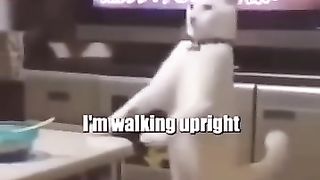 Daily_life_of_a_cat????_#fy_#fypシ_#trending_#funny_#funnyvideos_#trend_#tiktok_#shortsfeed_#lol(360p).
