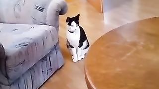 Funny_animals_2023????_-_Funniest_Cats_and_Dogs_Video????????229_#shorts(360p).
