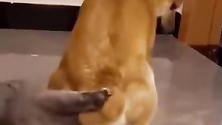 Funny_Animals___Cute_Pets_Videos_Compilation_006_#funny_animals_#healing_#shorts(360p).