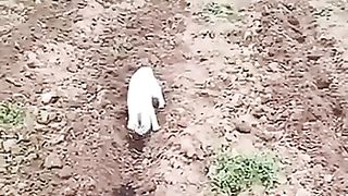 Funny_animals_2023????_-_Funniest_Cats_and_Dogs_Video????????278_#shorts(360p).