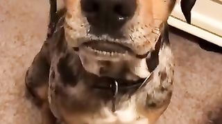 Dog_Talking_Back!_-_RxCKSTxR_Comedy_Voiceover!(360p).
