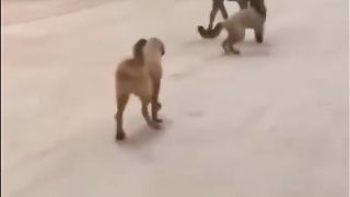 Смотрем доконца