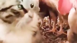 cat___dog_funny_shorts_19_#dog_#cat_#animal_#funnypets_#happy_#funny_#funnyanimals_#funnycute_#pets(360p).